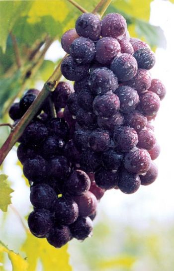 魏村镇种植的紫黑葡萄